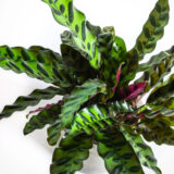 Calathea Lancifolia – Rattlesnake Plant
