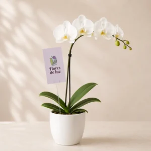 Orquídea de Luz